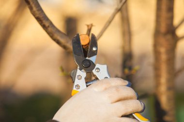 Çalıları budamak için bahçe makası ile erkek eli.