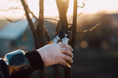 Çalıları budamak için bahçe makası ile erkek eli.