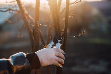 Çalıları budamak için bahçe makası ile erkek eli.