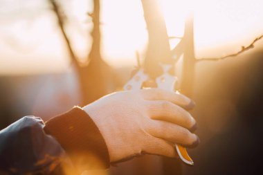 Çalıları budamak için bahçe makası ile erkek eli.