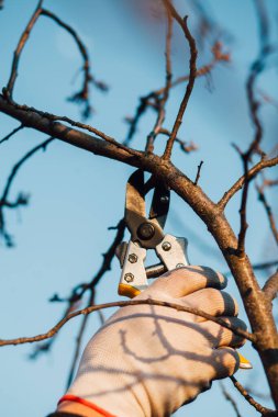 Çalıları budamak için bahçe makası ile erkek eli.