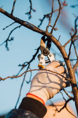 Çalıları budamak için bahçe makası ile erkek eli.
