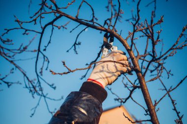 Çalıları budamak için bahçe makası ile erkek eli.