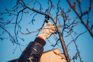 Çalıları budamak için bahçe makası ile erkek eli.