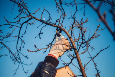 Çalıları budamak için bahçe makası ile erkek eli.