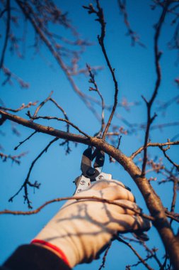 Çalıları budamak için bahçe makası ile erkek eli.