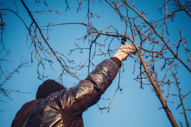 Çalıları budamak için bahçe makası ile erkek eli.