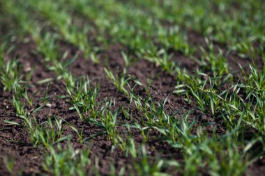 Gündüzleri tarlada küçük yeşil çimenler. 