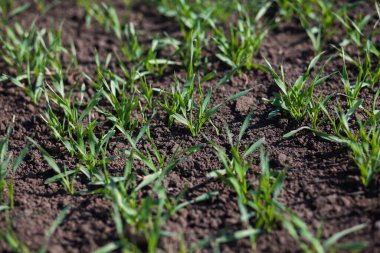 Bir toprakta büyüyen genç buğday fidan