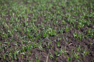 Bir toprakta büyüyen genç buğday fidan