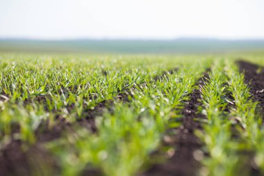 Bir toprakta büyüyen genç buğday fidan