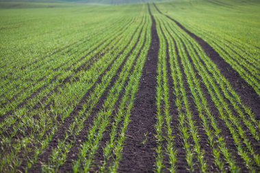 Bir toprakta büyüyen genç buğday fidan