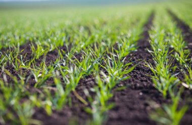 Bir toprakta büyüyen genç buğday fidan