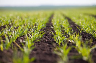 Bir toprakta büyüyen genç buğday fidan