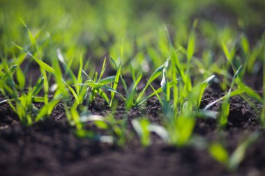 Bir toprakta büyüyen genç buğday fidan