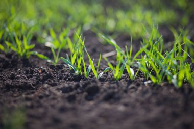 Bir toprakta büyüyen genç buğday fidan