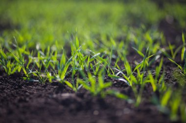 Bir toprakta büyüyen genç buğday fidan