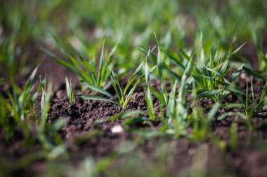 Bir toprakta büyüyen genç buğday fidan