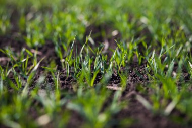 Bir toprakta büyüyen genç buğday fidan