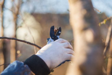 Çalıları budamak için bahçe makası ile erkek eli.