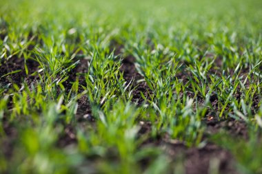 Bir toprakta büyüyen genç buğday fidan