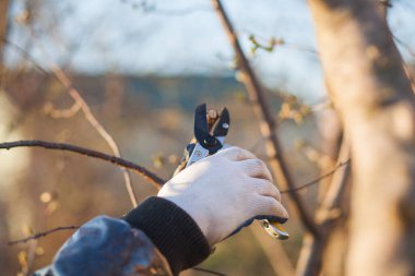 Çalıları budamak için bahçe makası ile erkek eli.