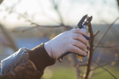 Çalıları budamak için bahçe makası ile erkek eli.