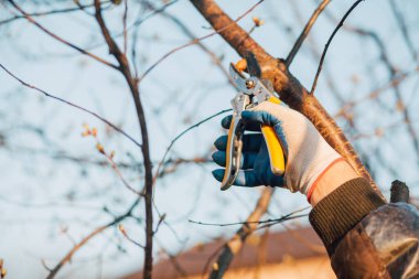 Çalıları budamak için bahçe makası ile erkek eli.