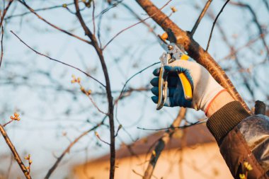 Çalıları budamak için bahçe makası ile erkek eli.