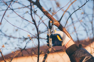 Çalıları budamak için bahçe makası ile erkek eli.