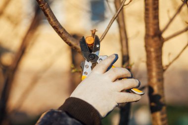 Çalıları budamak için bahçe makası ile erkek eli.