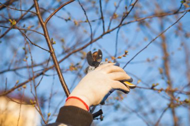 Çalıları budamak için bahçe makası ile erkek eli.