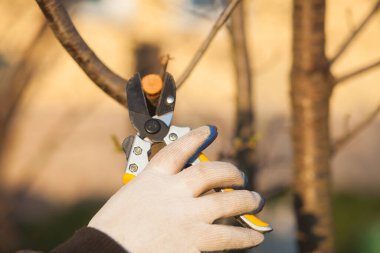 Çalıları budamak için bahçe makası ile erkek eli.