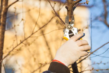 Çalıları budamak için bahçe makası ile erkek eli.