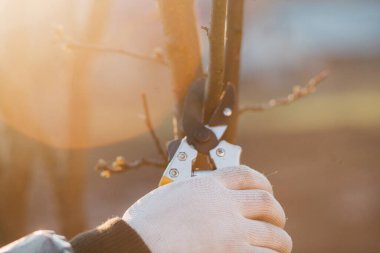 Çalıları budamak için bahçe makası ile erkek eli.