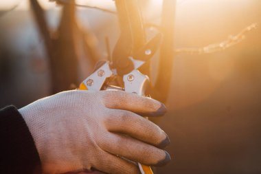 Çalıları budamak için bahçe makası ile erkek eli.