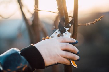 Çalıları budamak için bahçe makası ile erkek eli.