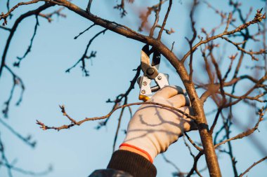 Çalıları budamak için bahçe makası ile erkek eli.