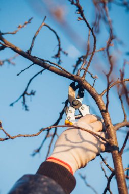 Çalıları budamak için bahçe makası ile erkek eli.