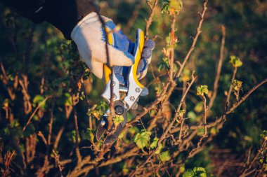 Çalıları budamak için bahçe makası ile erkek eli.