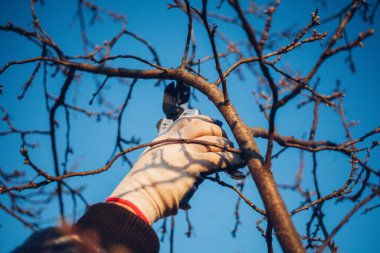 Çalıları budamak için bahçe makası ile erkek eli.