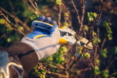 Çalıları budamak için bahçe makası ile erkek eli.