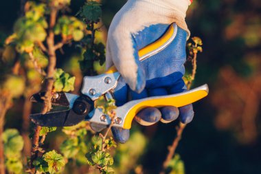 Çalıları budamak için bahçe makası ile erkek eli.