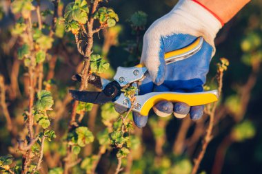 Çalıları budamak için bahçe makası ile erkek eli.