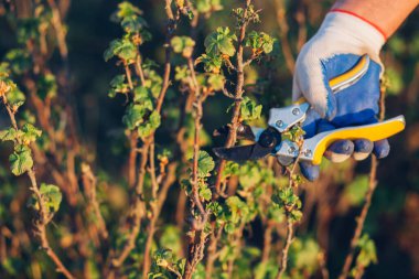 Çalıları budamak için bahçe makası ile erkek eli.