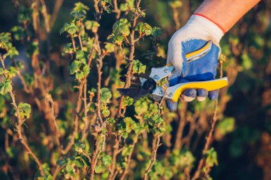 Çalıları budamak için bahçe makası ile erkek eli.