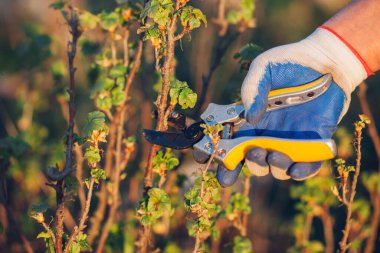 Çalıları budamak için bahçe makası ile erkek eli.
