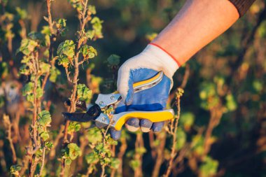 Çalıları budamak için bahçe makası ile erkek eli.