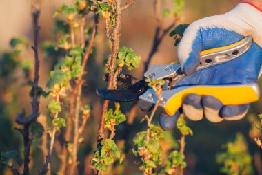 Çalıları budamak için bahçe makası ile erkek eli.