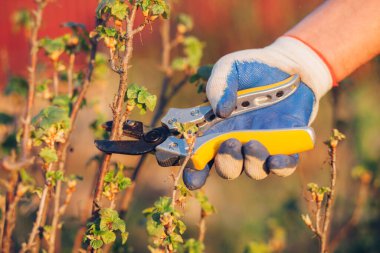 Çalıları budamak için bahçe makası ile erkek eli.